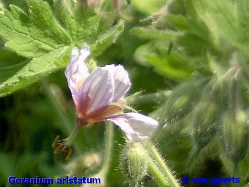 Geranium aristatum